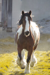 Der Zauberer