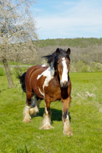 Merlin